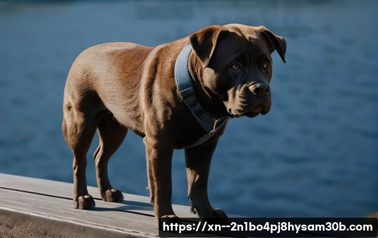 남산동 DPC_WATCHDOG_VIOLATION 관련 이미지 2